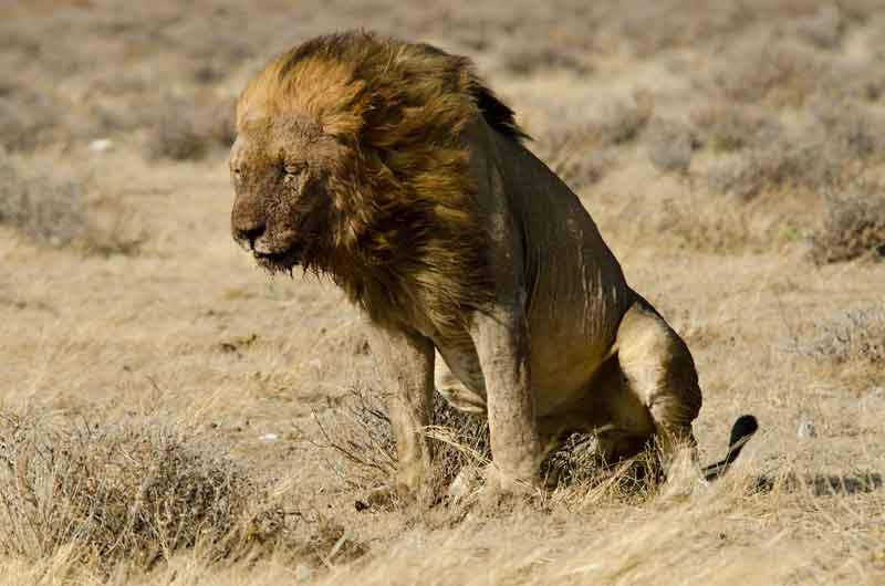 26 - Namibia - leones comiendo - parque nacional de Etosha